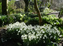 Snow drops in Altamont Gardens