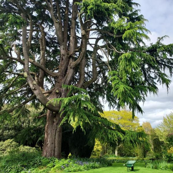 Tree Altamont Gardens